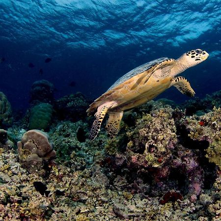 Ras Village Rasdhoo Eksteriør bilde