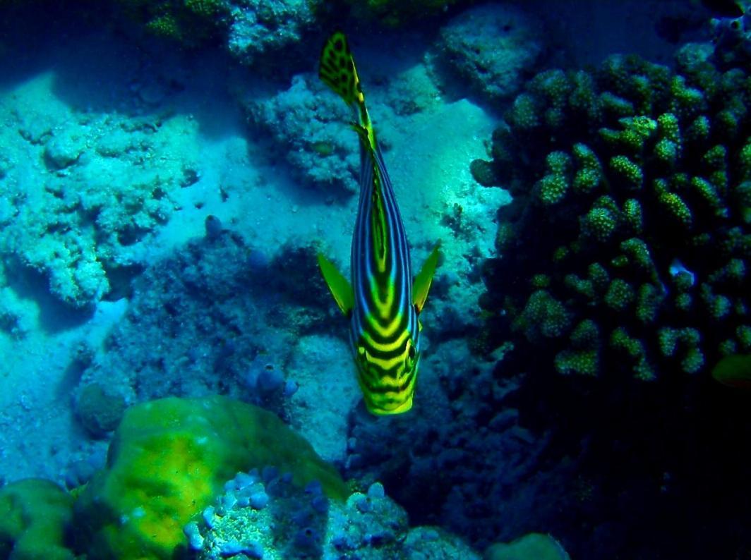 Ras Village Rasdhoo Eksteriør bilde